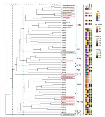 Soybean-Nodulating Strains With Low Intrinsic Competitiveness for Nodulation, Good Symbiotic Performance, and Stress-Tolerance Isolated From Soybean-Cropped Soils in Argentina